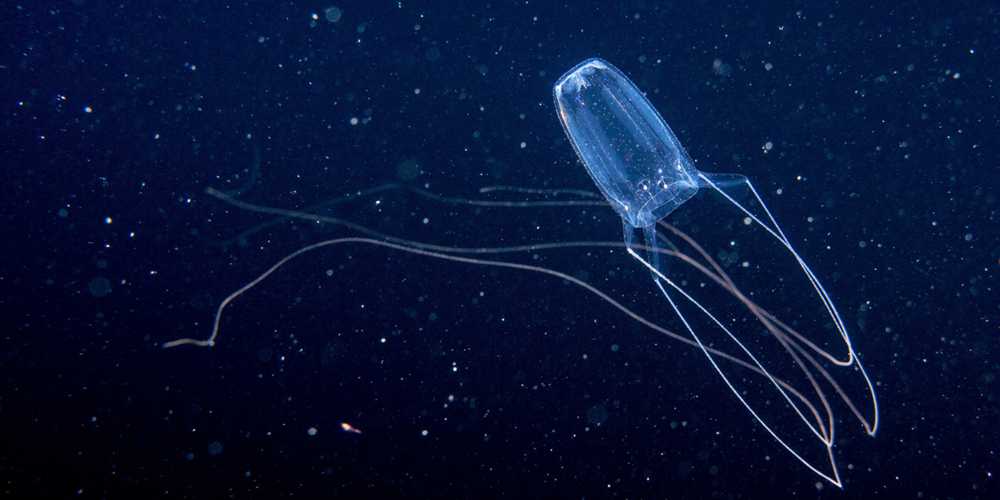 The Jellyfish App