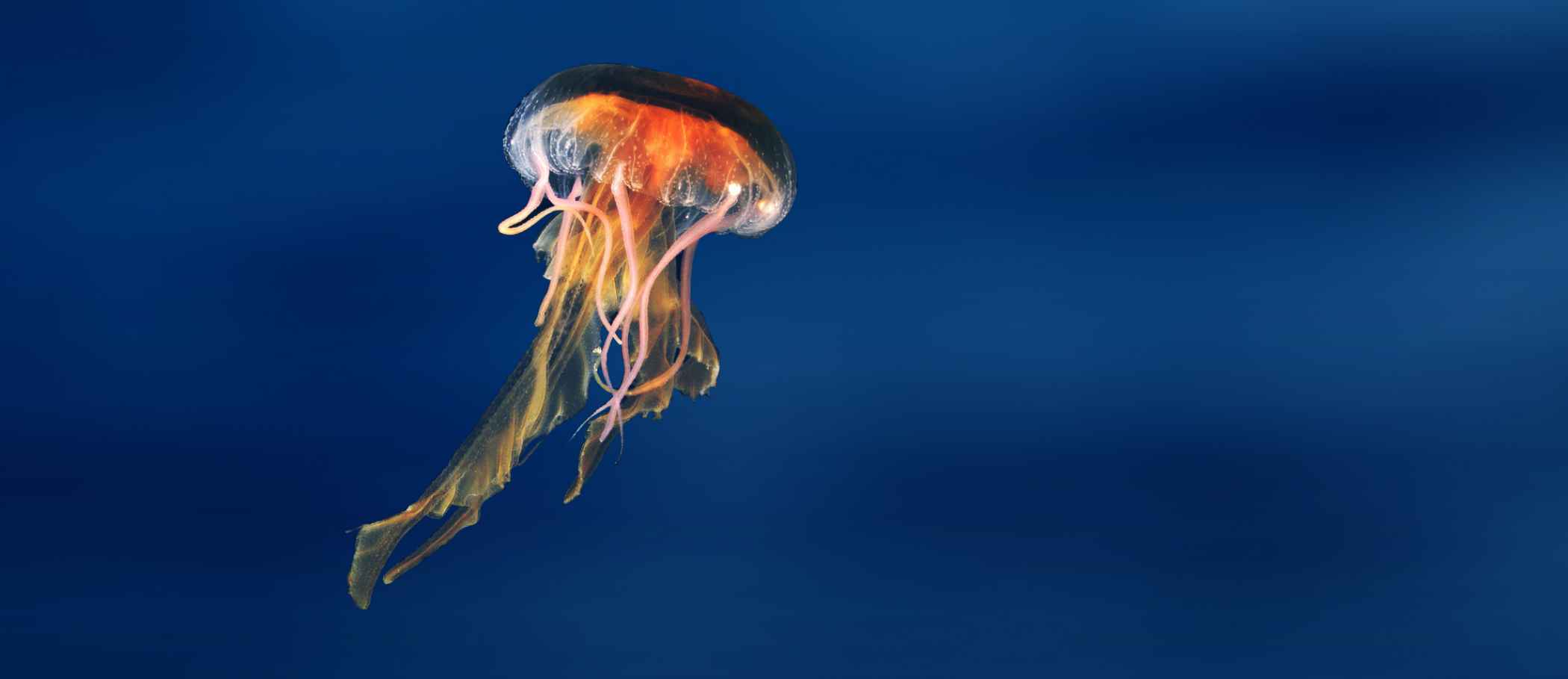 Jellyfish Background 1