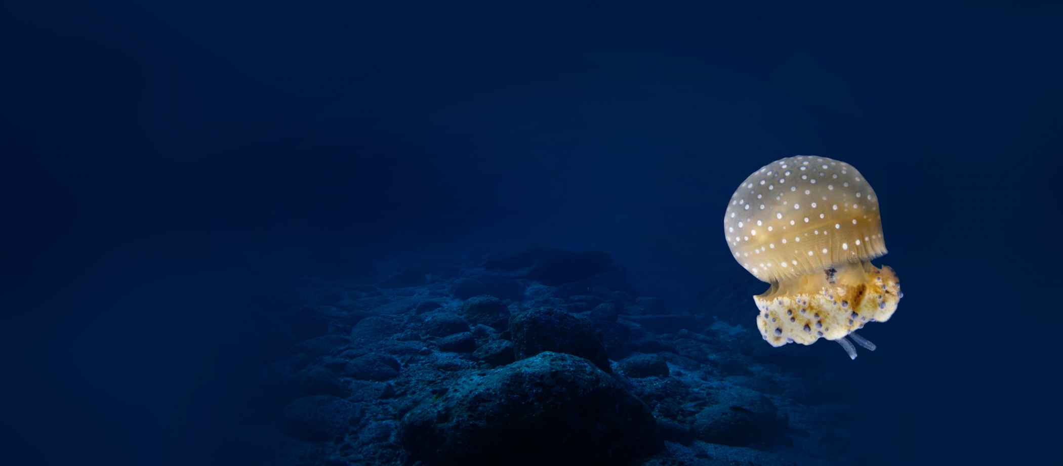 Jellyfish Background 5