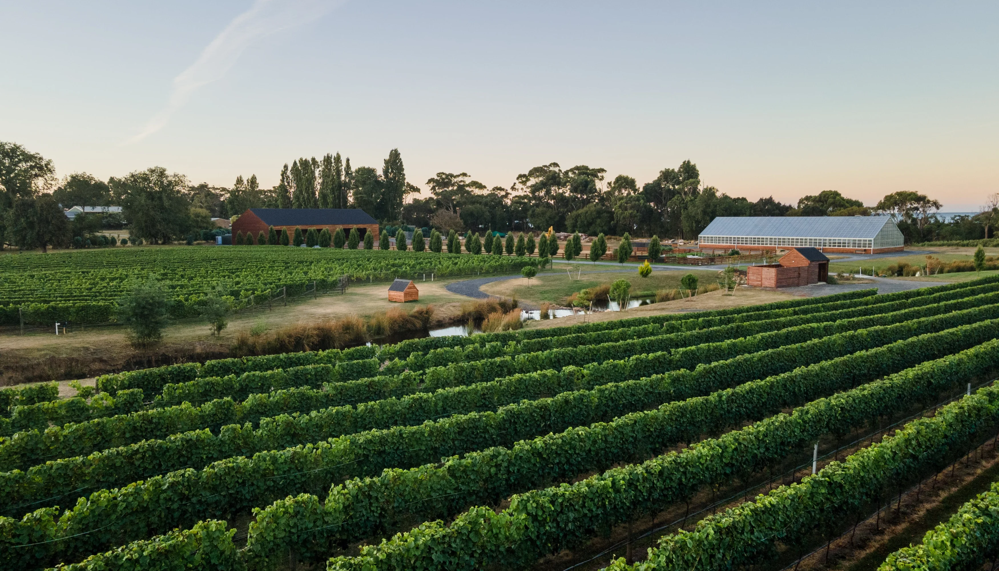 Scotts mill vineyard photography DJI 0316